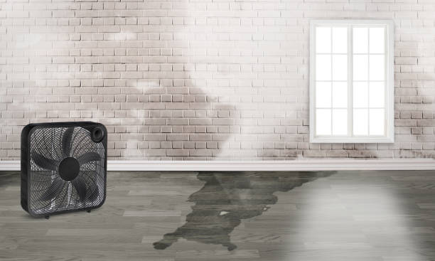 Best Mold removal after water damage  in Middletown, DE