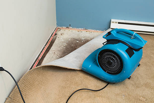 Best Professional water damage repair  in Middletown, DE